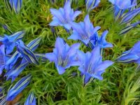 Purplish blue trumpet flowers